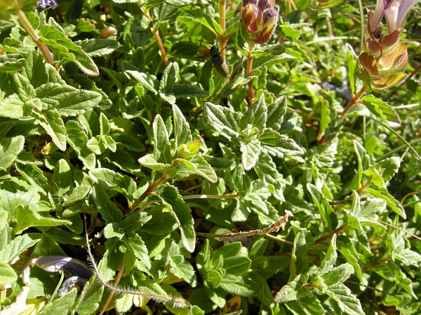 Scutellaria alpina / Scutellaria delle Alpi